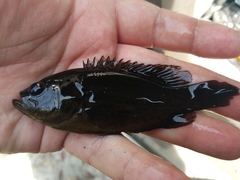 Mud Sunfish photo 5