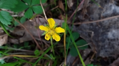 Waldsteinia fragarioides