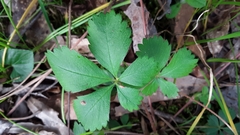 Waldsteinia fragarioides