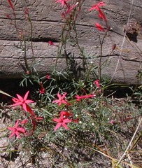 Ipomopsis aggregata bridgesii