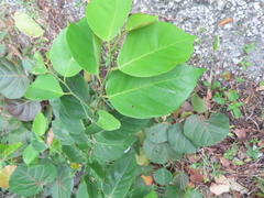 False aralia (Ecastaphyllum)
