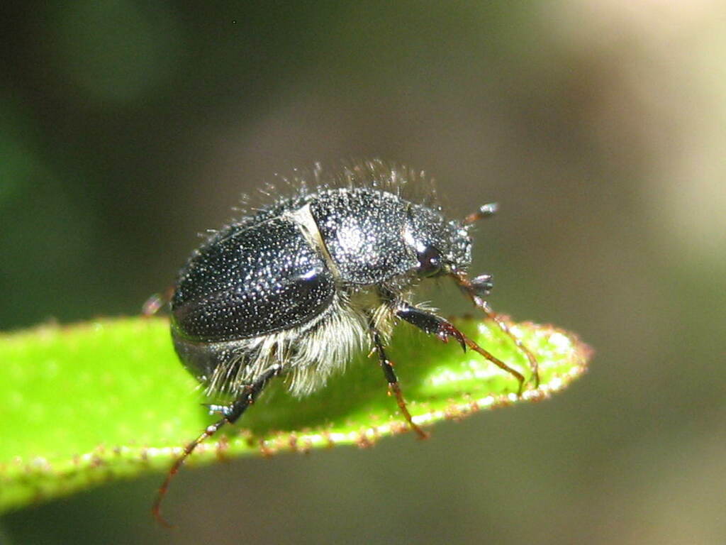 June Beetles From Melbourne Vic Australia On December At Pm By Kerry Looked