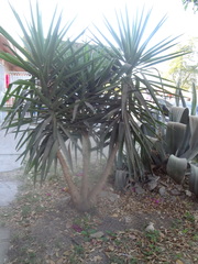 Yucca gigantea
