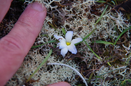 Image of Herpolirion novae by (c) Eric Knight, some rights reserved (CC BY)