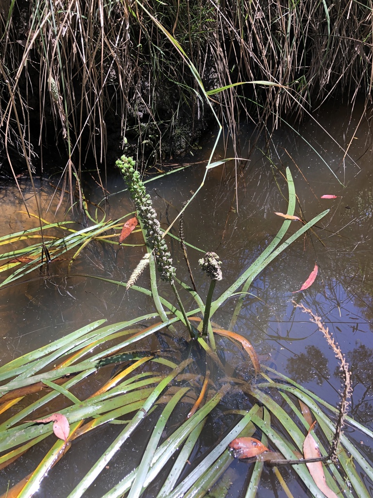 Water Ribbons from Blackfellows Creek Rd, Mount Magnificent, SA, AU on ...