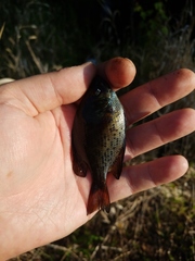 Centrarchus macropterus