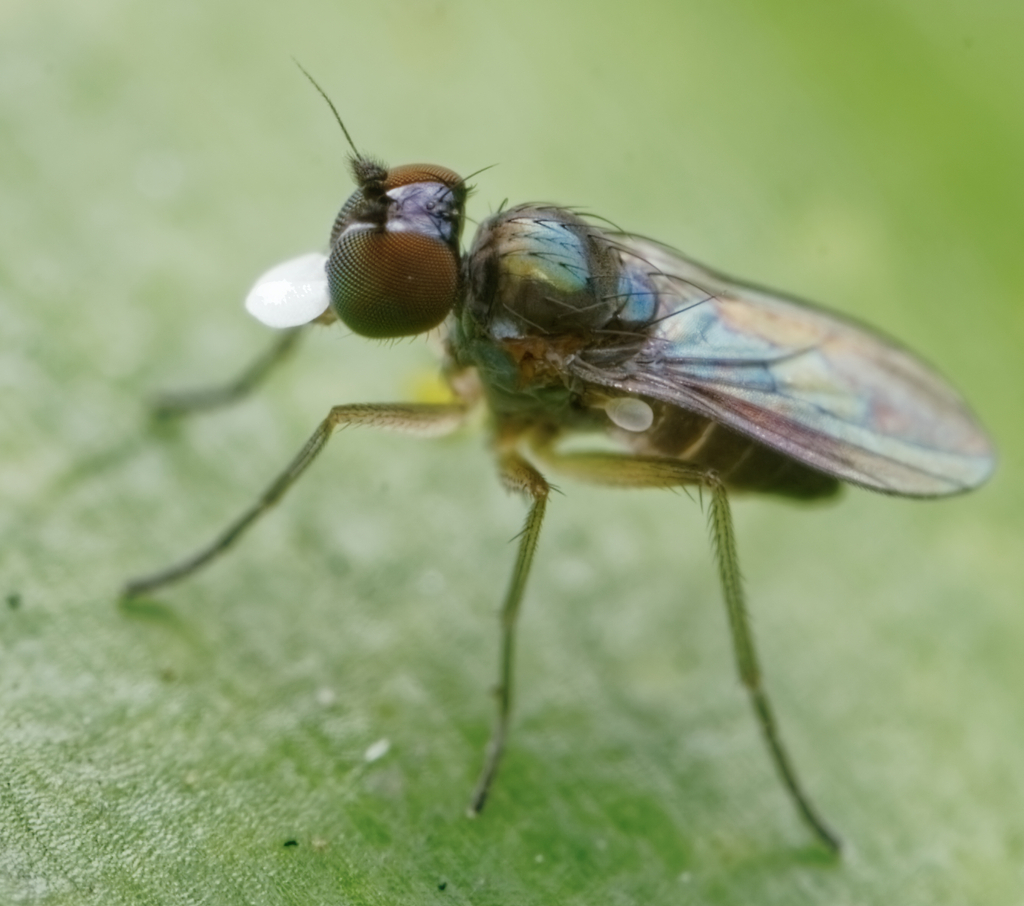 Chrysotus longipalpus
