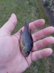 Lepomis marginatus