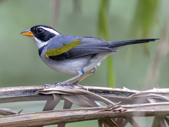 Saffron-Billed Sparrow photo 3