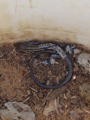 Aspidoscelis hyperythrus beldingi