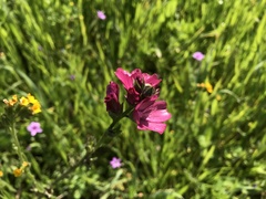 Sidalcea malviflora malviflora