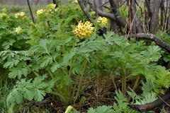 Corydalis nobilis