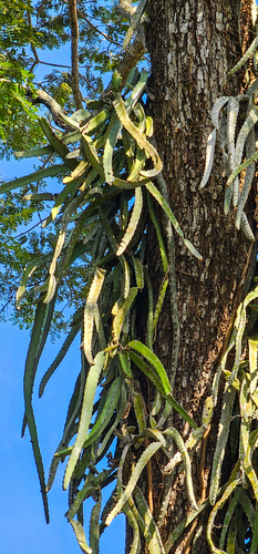 Hylocereus costaricensis - Whole tree