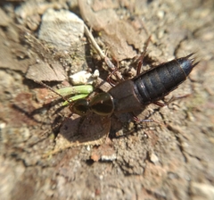 Philonthus decorus