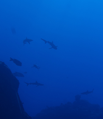 Grey Reef Shark photographed in Hawaii