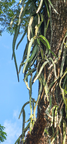 Hylocereus costaricensis - Leaves