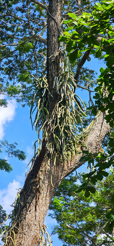 Hylocereus costaricensis - Whole tree
