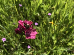 Sidalcea malviflora malviflora