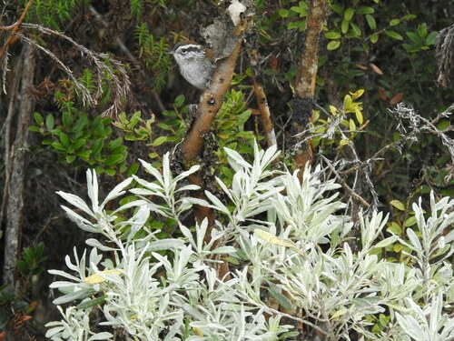 Timberline Wren (Thryorchilus browni), photo 2