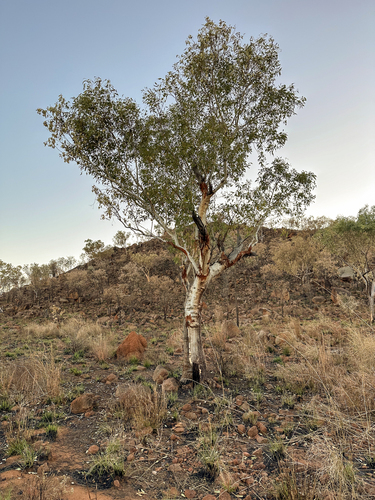 Northern White Gum (Eucalyptus brevifolia)