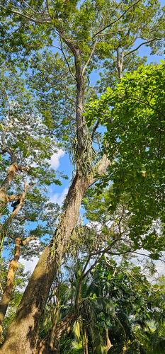 Hylocereus costaricensis - Leaves