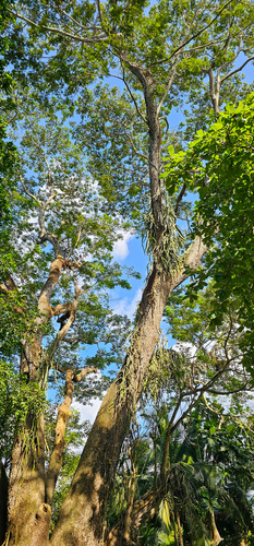 Hylocereus costaricensis - Whole tree