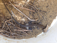 Aspidoscelis hyperythrus beldingi