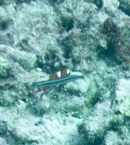 Blue-stripe Blenny