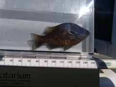 Lepomis marginatus