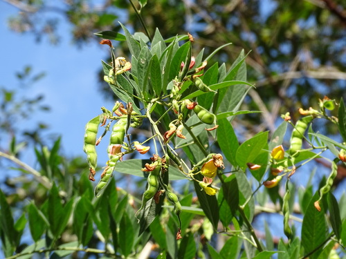 Image of Cajanus cajan by (c) Alexis López Hernández, some rights reserved (CC BY)