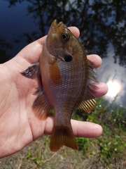 Lepomis punctatus