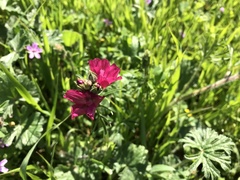 Sidalcea malviflora malviflora