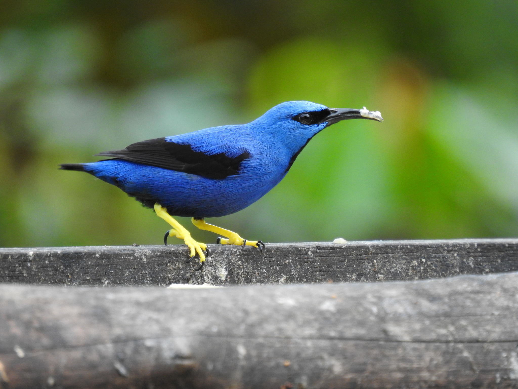 Shining Honeycreeper illustration