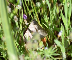 Digrammia muscariata