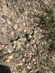 Eriophyllum pringlei