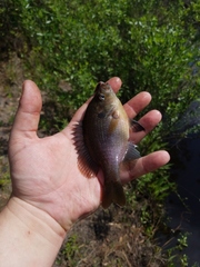 Lepomis punctatus