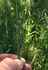 Melica imperfecta