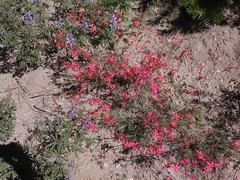 Ipomopsis aggregata bridgesii