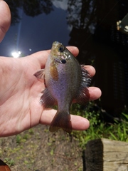 Lepomis punctatus