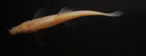Shilin loach (Triplophysa shilinensis) — Nemacheilidae
