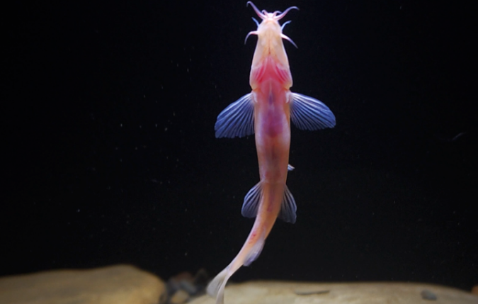 Shilin-bermpje (Triplophysa shilinensis) — Nemacheilidae