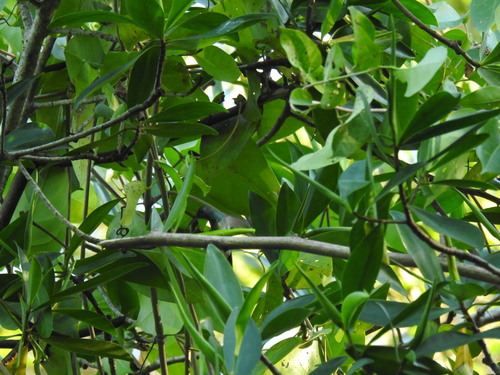 Mangrove Hummingbird (Chrysuronia boucardi), photo 8