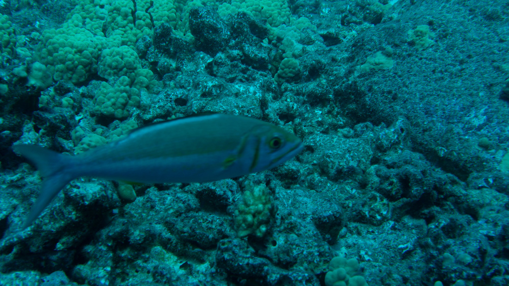 Small toothed jobfish