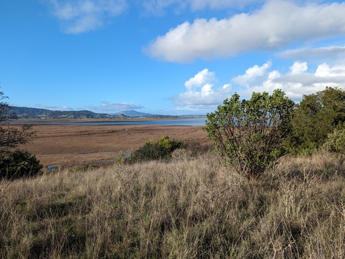 whiteleaf manzanita (Arctostaphylos manzanita)