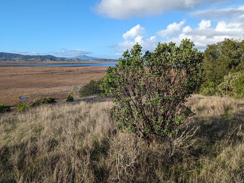 Arctostaphylos manzanita