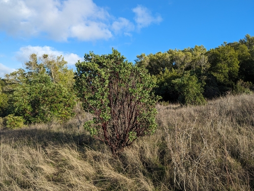 Arctostaphylos manzanita