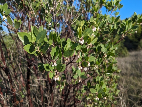 Arctostaphylos manzanita