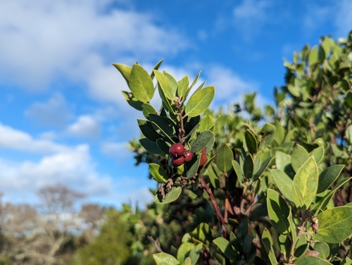Arctostaphylos manzanita