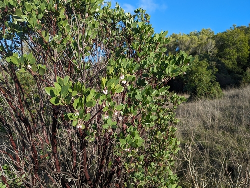 Arctostaphylos manzanita