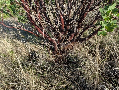 Arctostaphylos manzanita